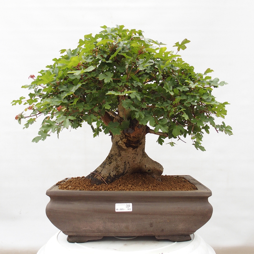 Outdoor bonsai - French Maple - Acer Nonspessulanum