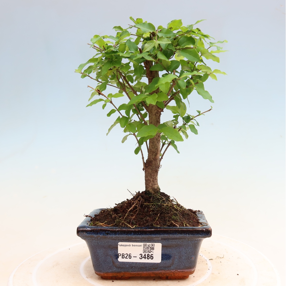 Room bonsai -Ligustrum chinensis - Birds Beak