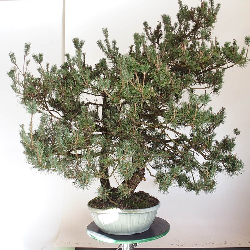 Yamadori - Pinus sylvestris Spain