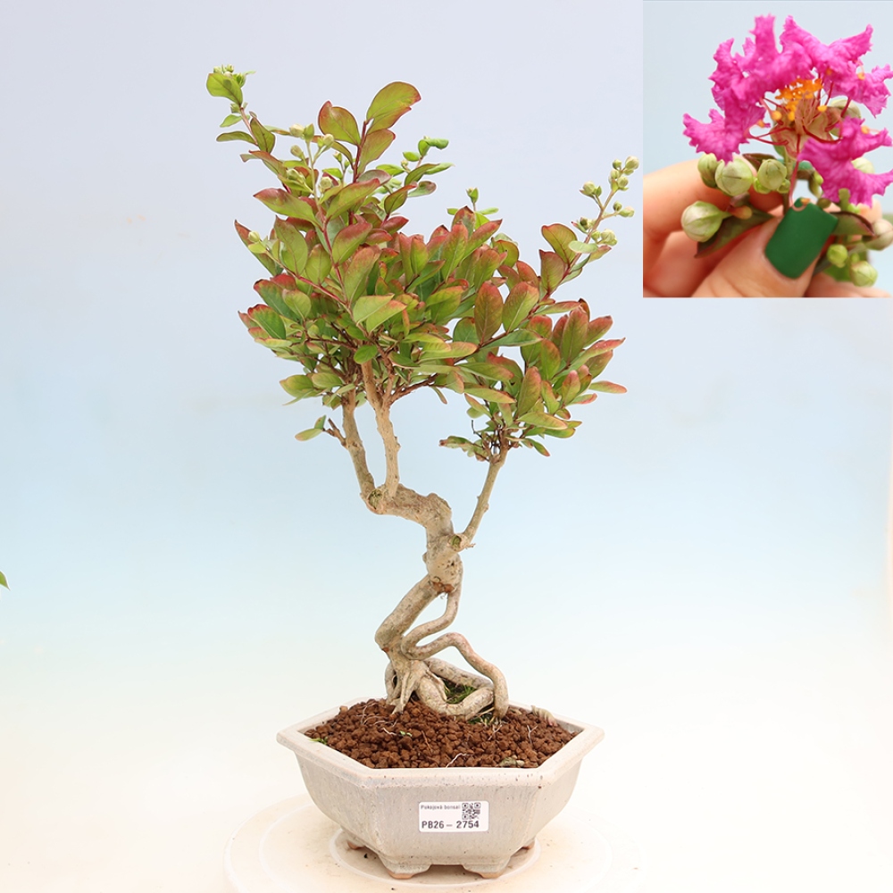 Indoor Bonsai - Lagerstroemia indica - Indian Lilac