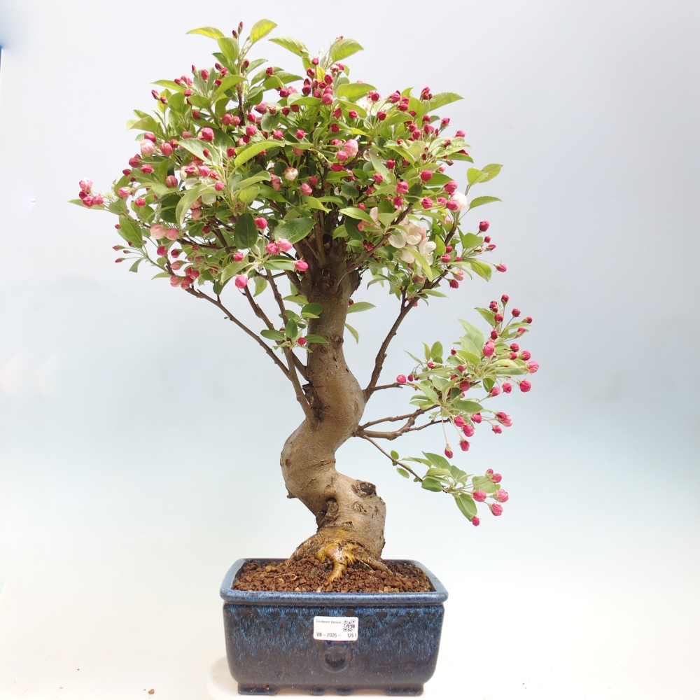 Outdoor bonsai -Malus halliana - Small-fruited apple tree