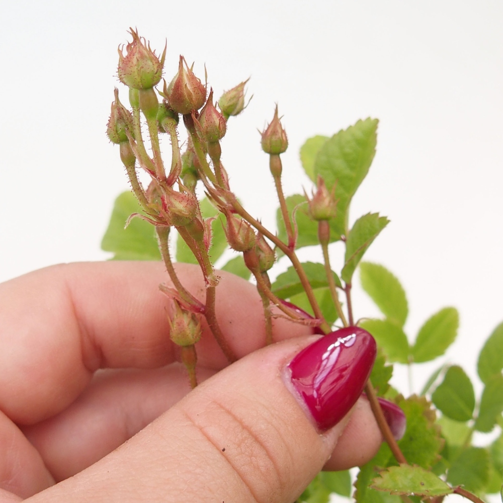 Outdoor bonsai - Rosa sp. - small-flowered rose
