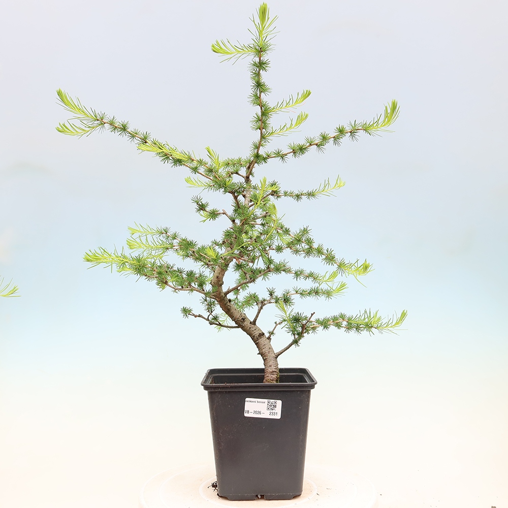 Outdoor bonsai -Larix decidua - Larch