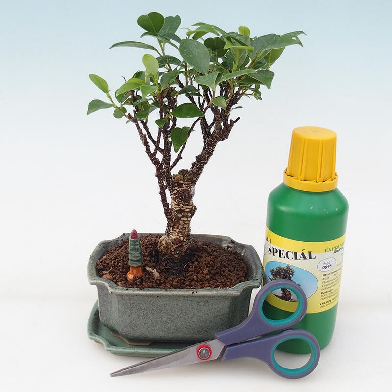 Bonsai gift set for boys - Small-leaved ficus - Ficus retusa