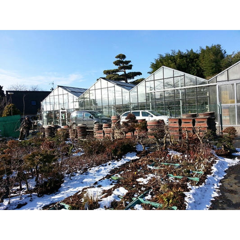 Bonsai bowl 40 x 30,5 x 12,5 cm