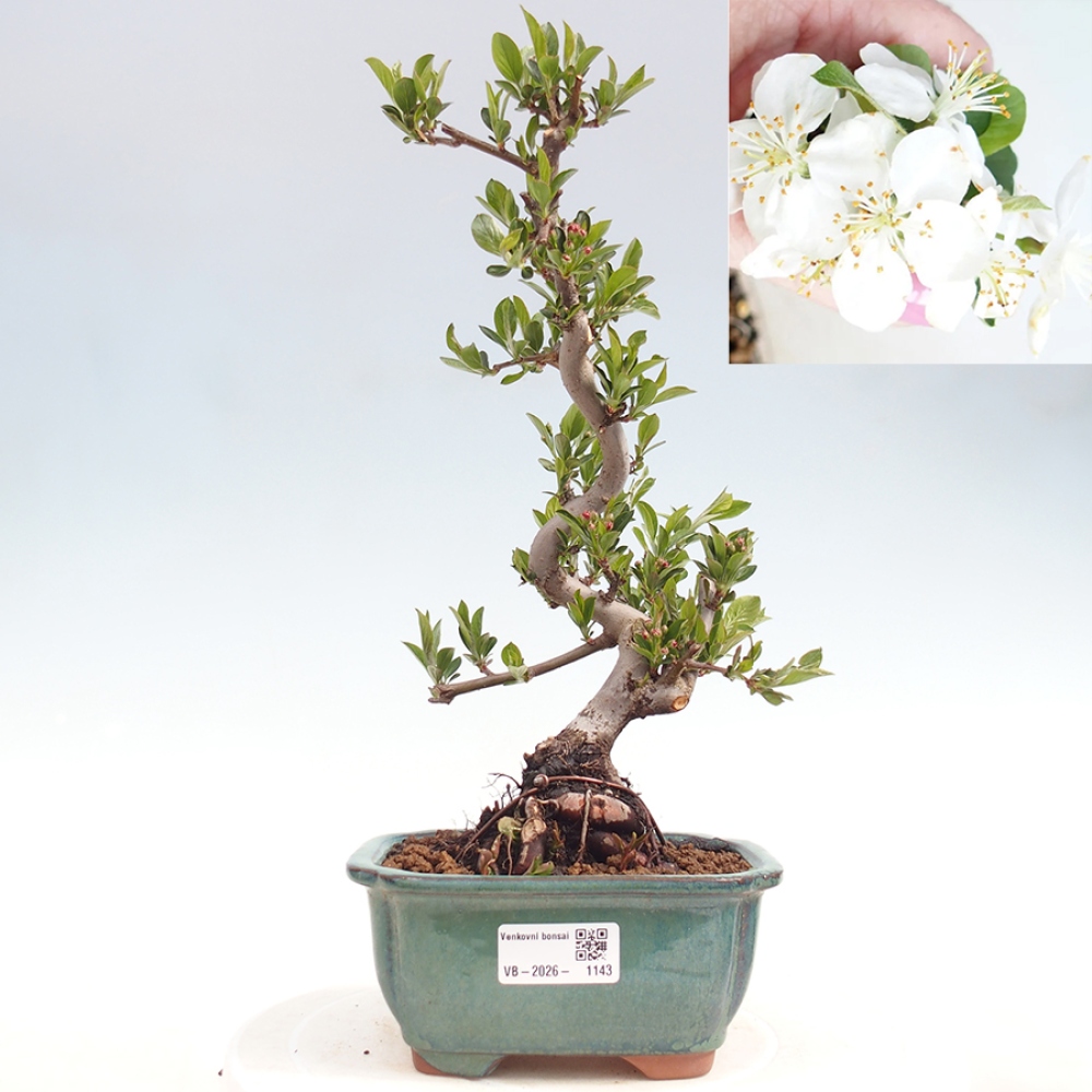 Outdoor bonsai - Malus sargentii - Small-fruited apple tree