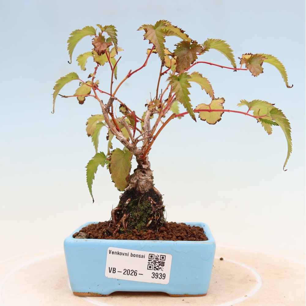 Outdoor Bonsai - Stephanandra incisa - Slender Stephanandra