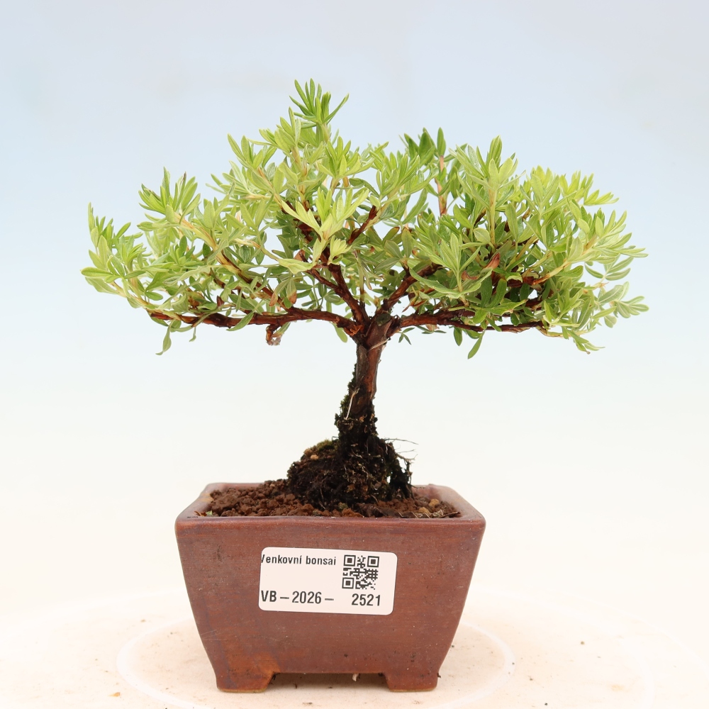 Outdoor bonsai - Potentila fruticosa