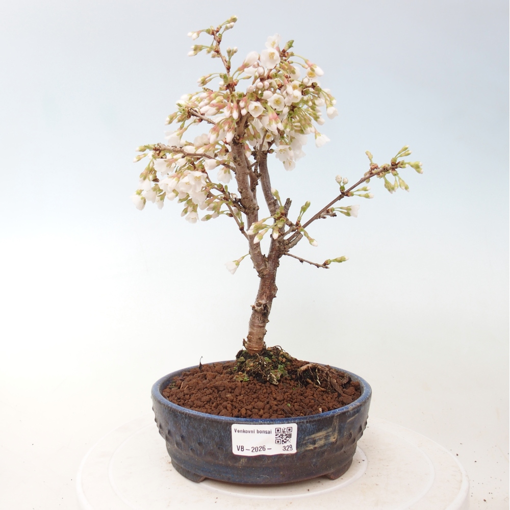 Outdoor bonsai - Prunus incisa Kojou-no mai-Plivon cut out