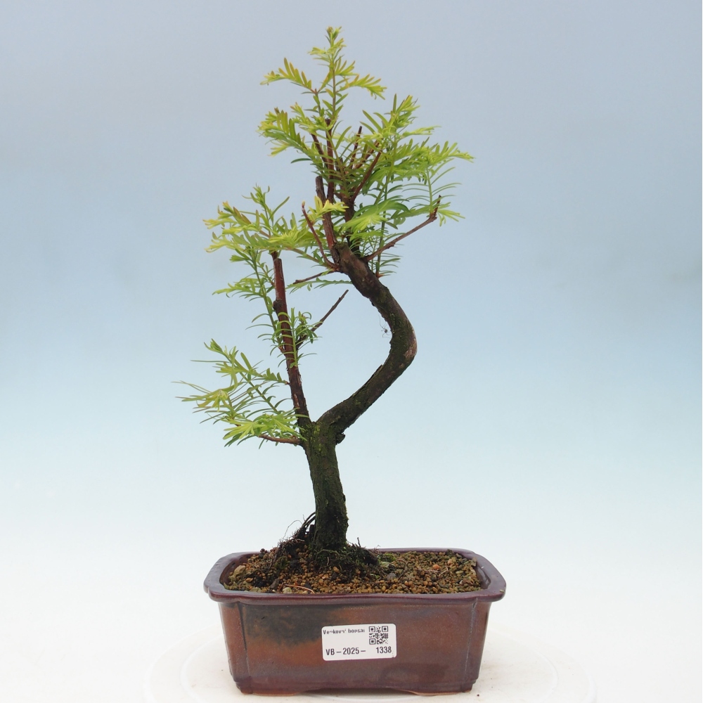 Outdoor bonsai - Metasequoia glyptostroboides - Chinese Metasequoia