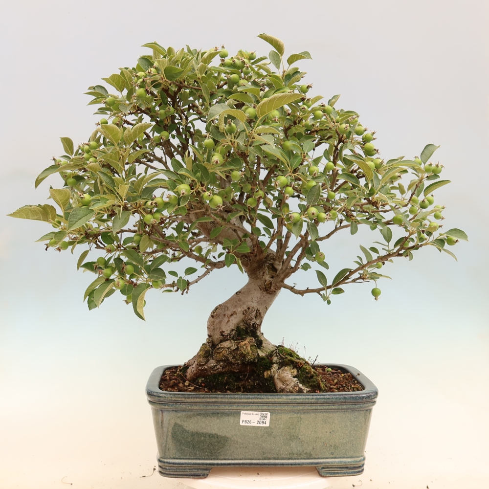 Outdoor bonsai -Malus halliana - Small-fruited apple tree