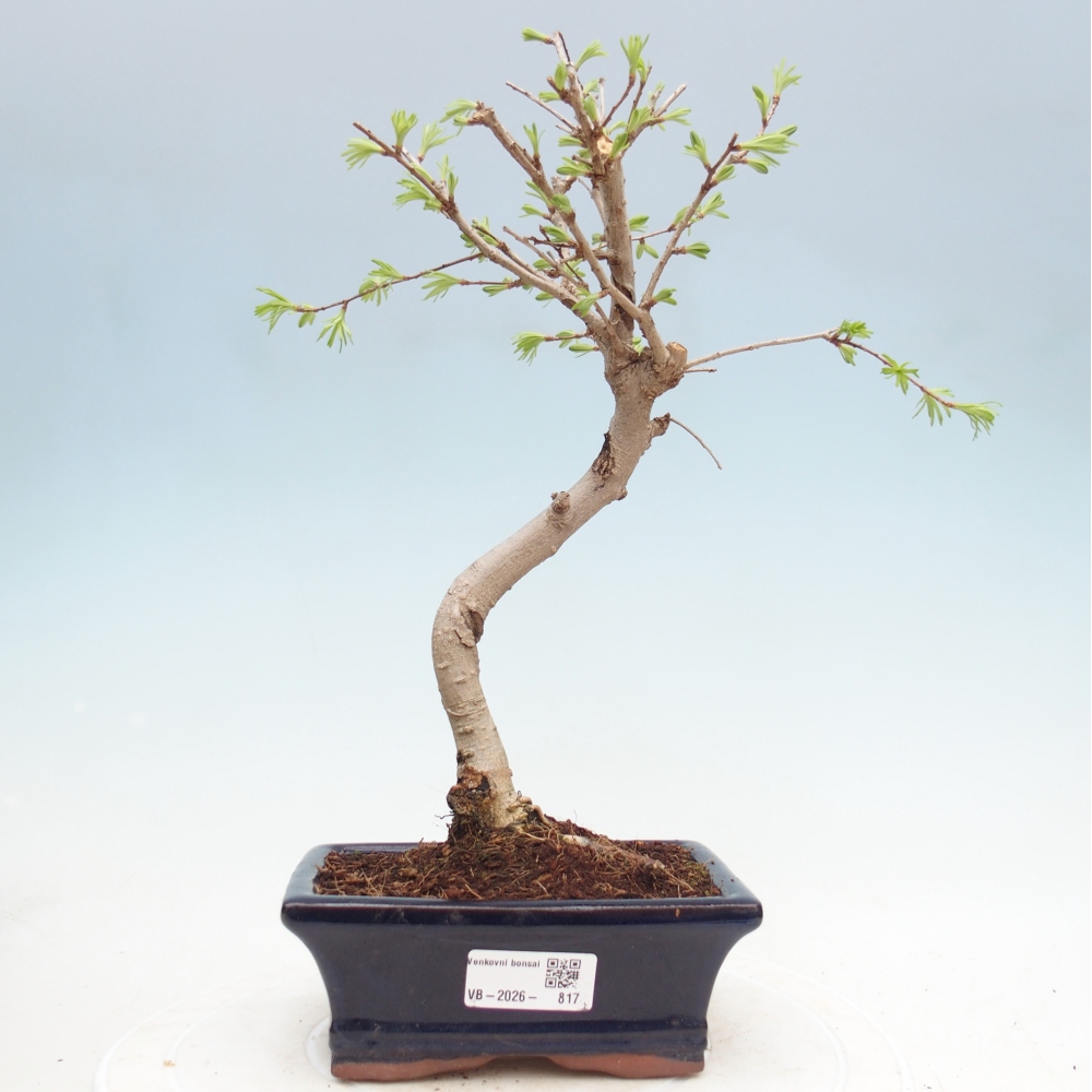 Outdoor bonsai -Pseudolarix amabis-Pseudolarix amabis