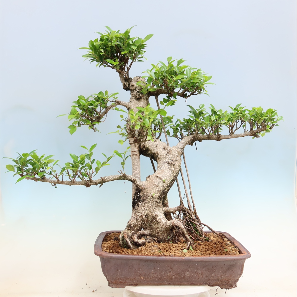 Room bonsai - Ficus kimmen - small-leaved ficus