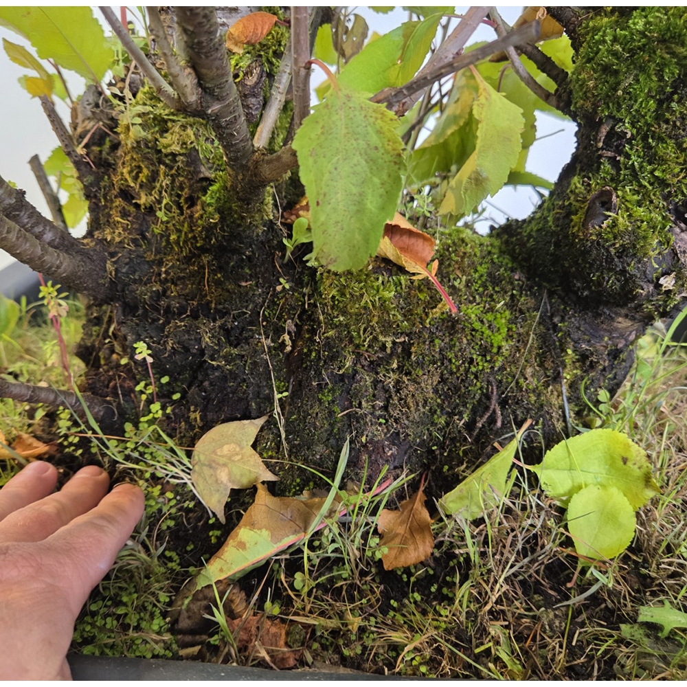 Outdoor bonsai Cherry - Prunus aviata