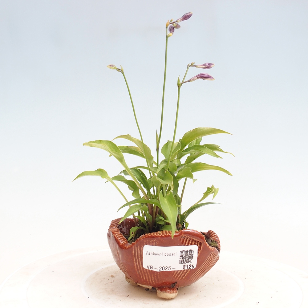 Outdoor bonsai - Mini Hosta - Goddess