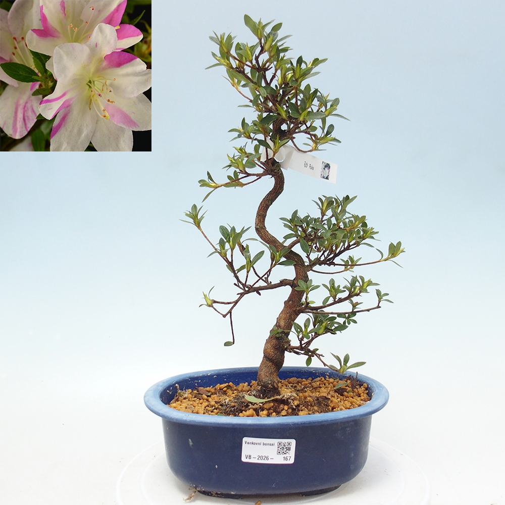 Outdoor bonsai - Japanese Azalea - Azalea Hand