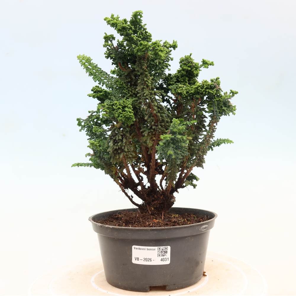 Outdoor bonsai - Cham. obtusa SEKKA HINOKI - Cypress