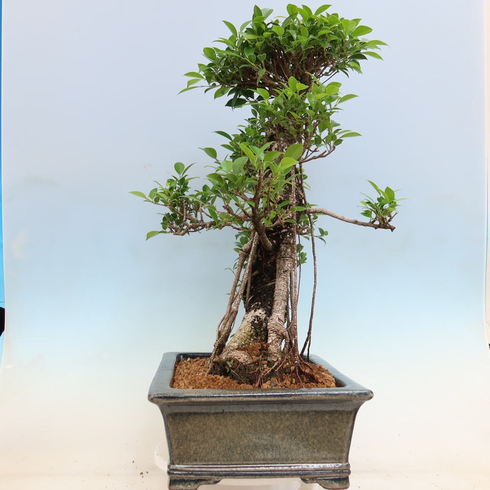 Room bonsai - Ficus kimmen - small-leaved ficus