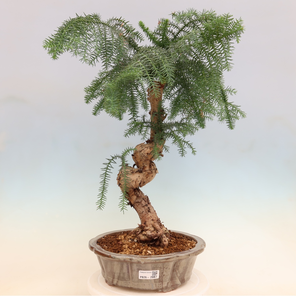 Indoor Bonsai - Araucaria - Indoor Spruce