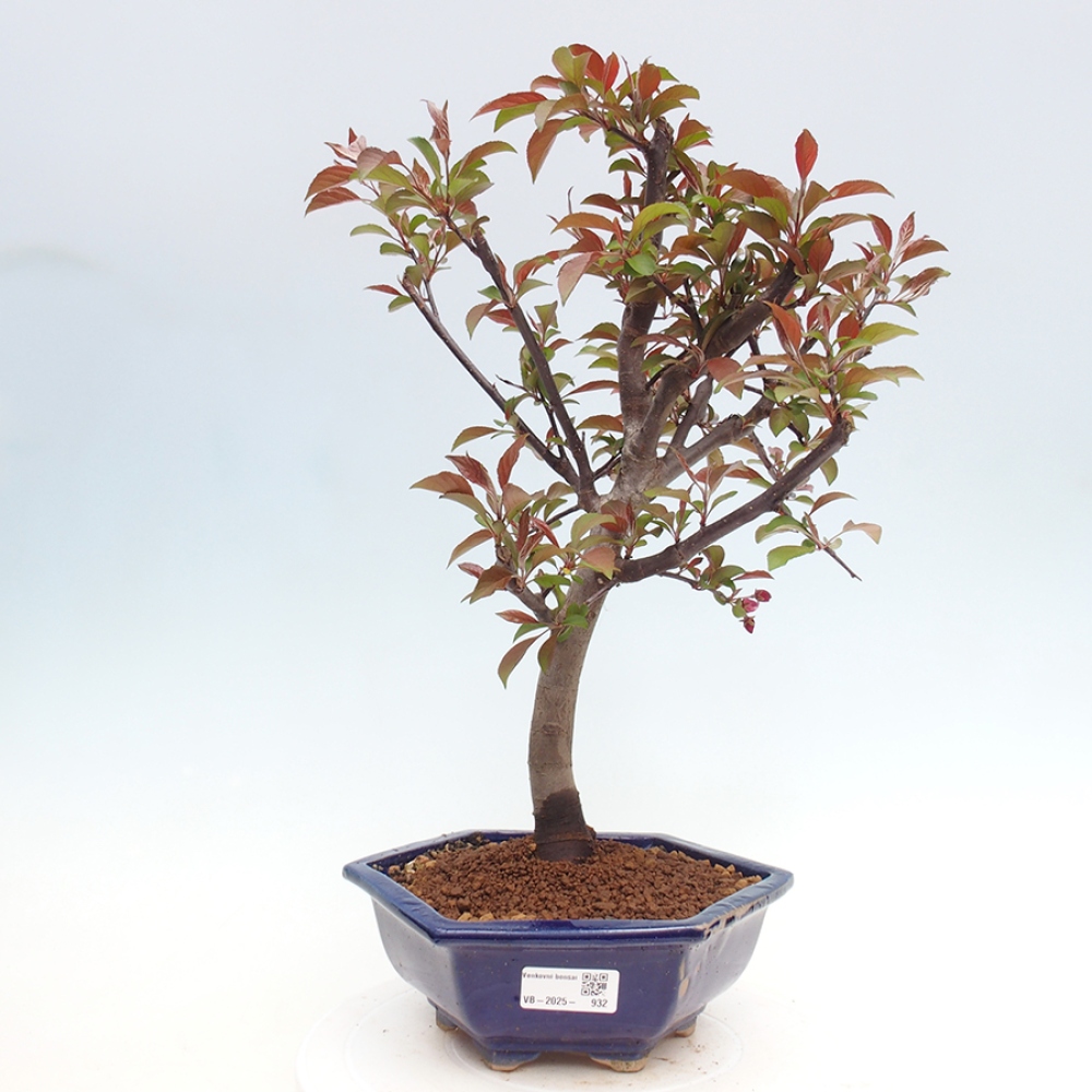 Outdoor bonsai - Malus domestica - Small-fruited red-leaved apple tree