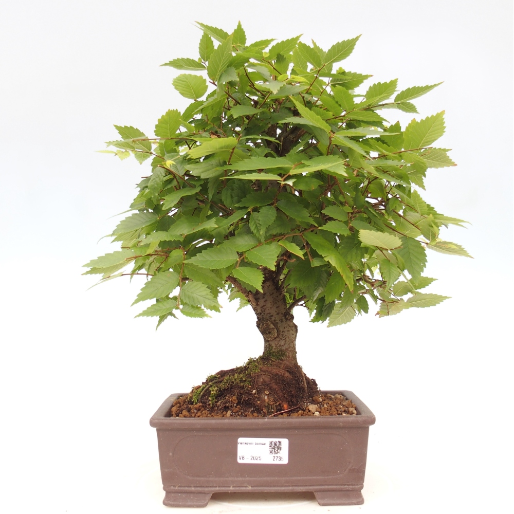 Outdoor bonsai - Zelkova - Zelkova serrata