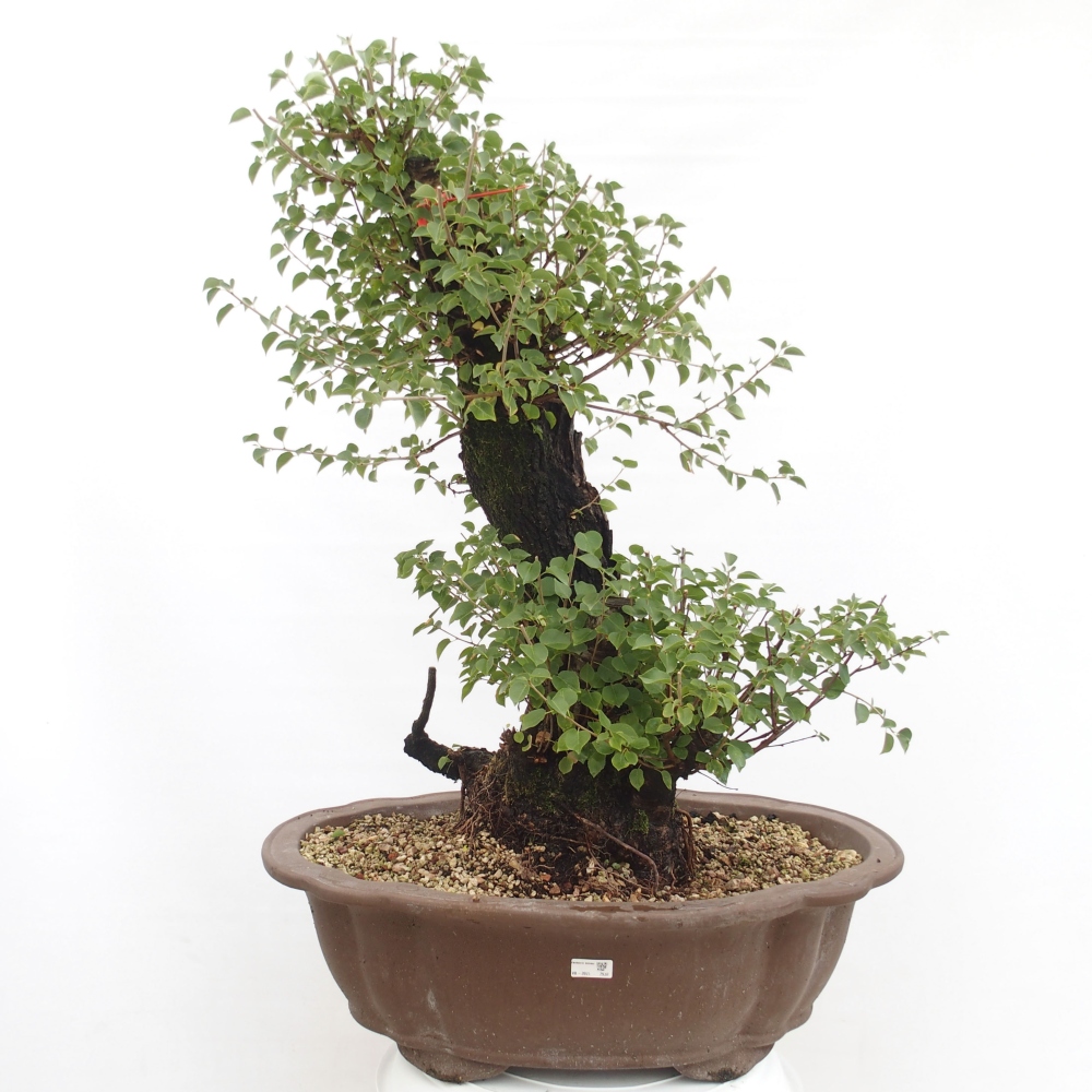 Outdoor bonsai - Mahalebka - Prunus mahaleb