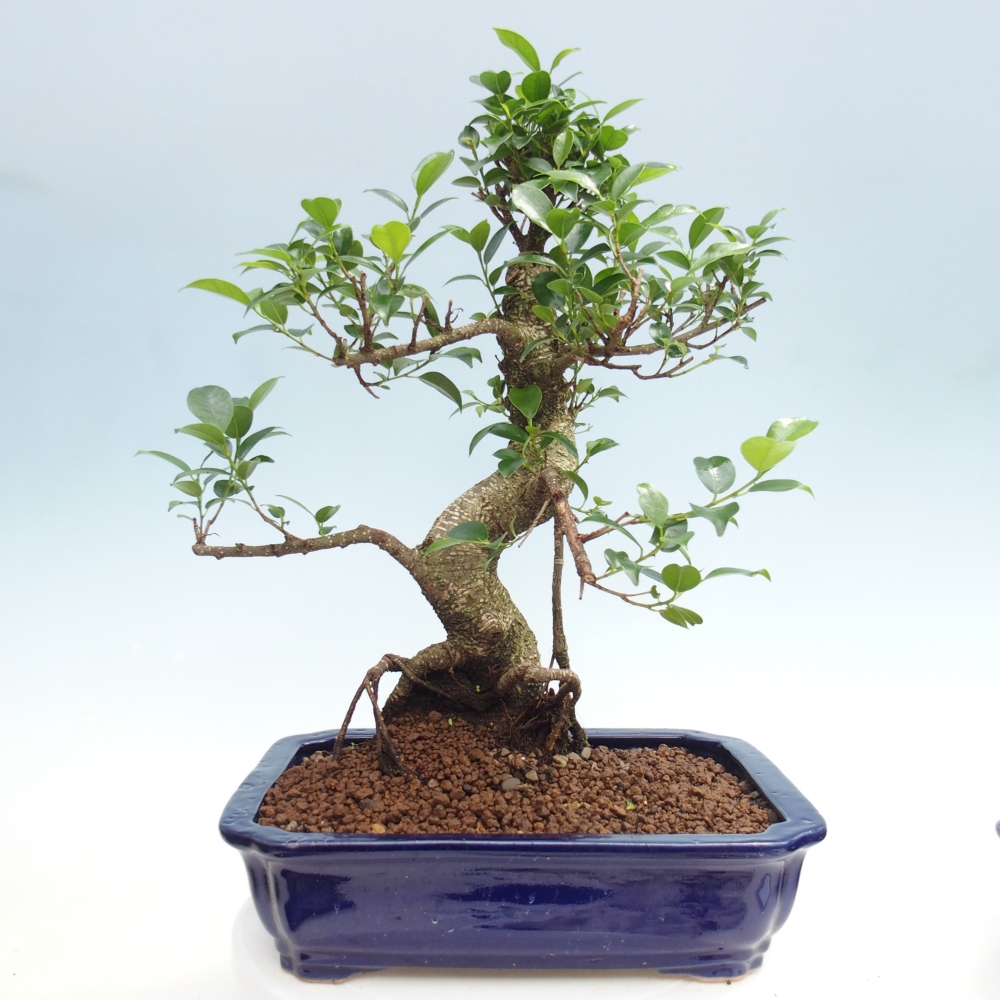 Room bonsai - Ficus kimmen - small-leaved ficus