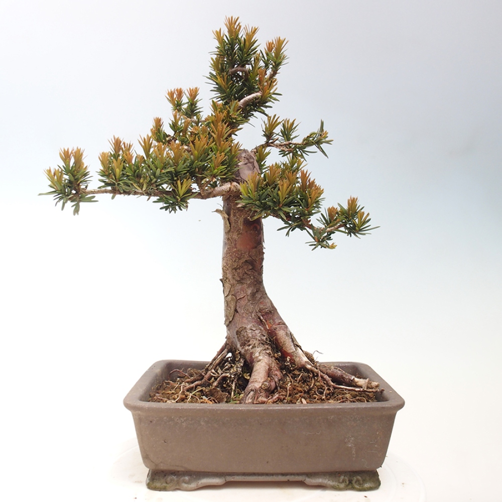 Outdoor bonsai - Taxus cuspidata - Japanese yew