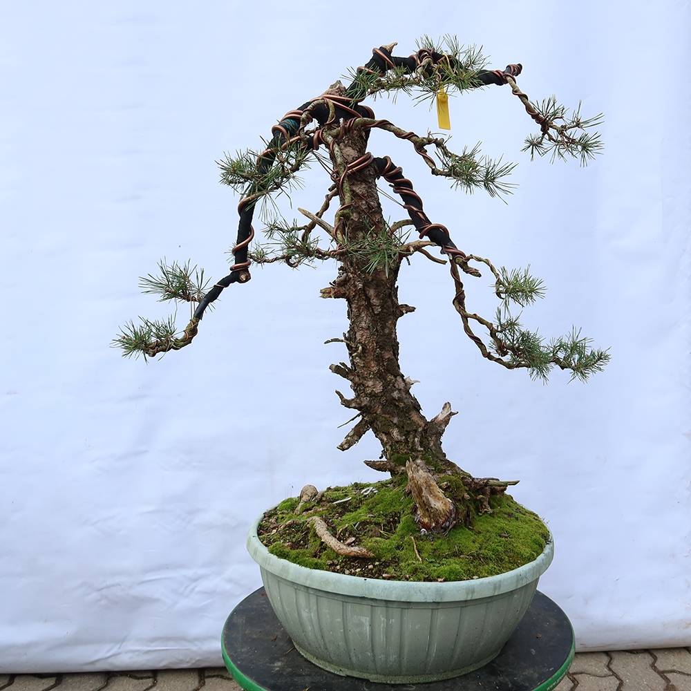 Pinus sylvestris Spain - Scots pine