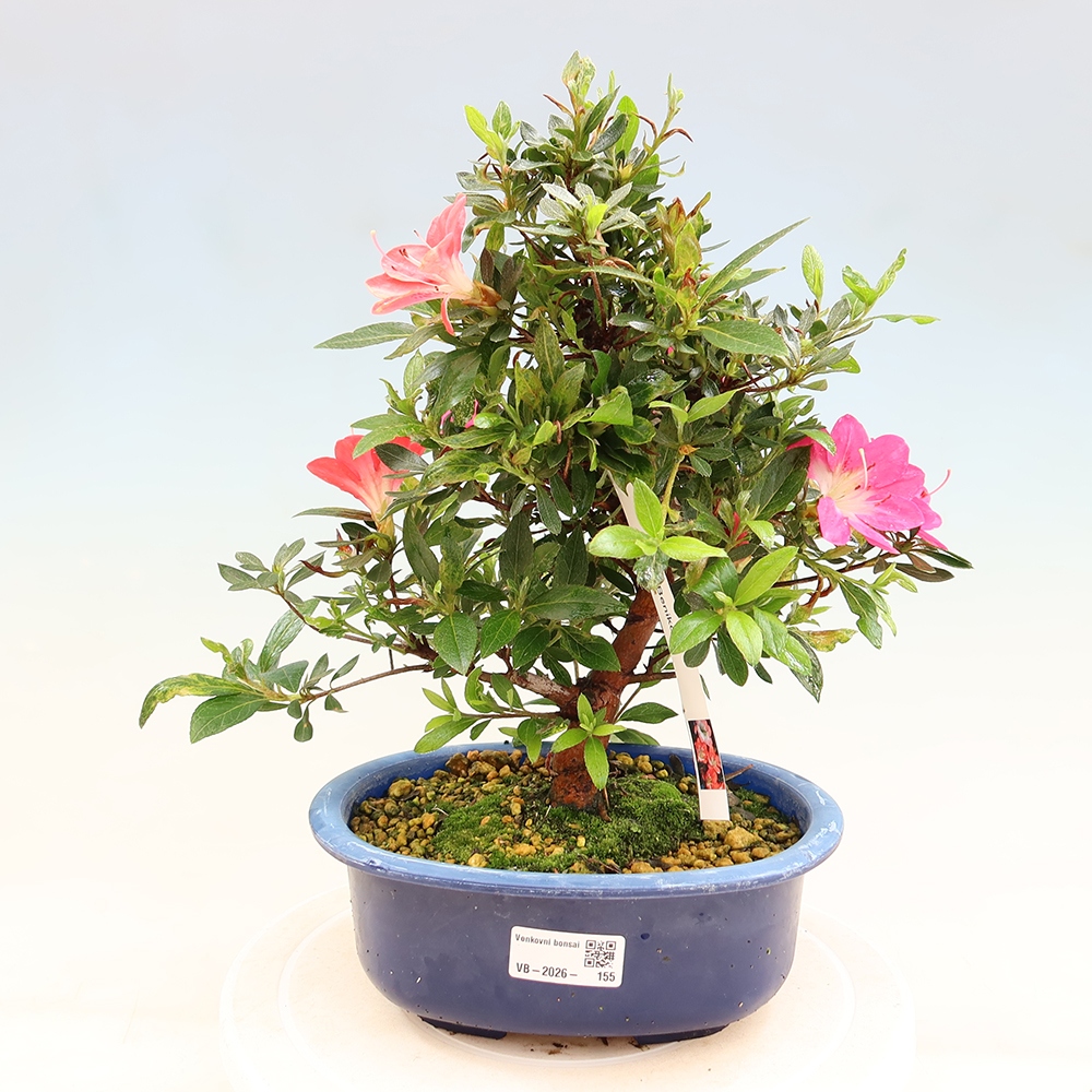 Outdoor bonsai - Japanese Azalea - Azalea Beniko