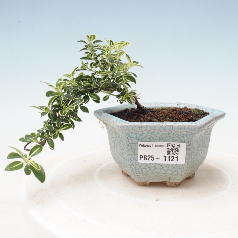 Indoor bonsai - Serissa foetida Variegata - Tree of a thousand stars