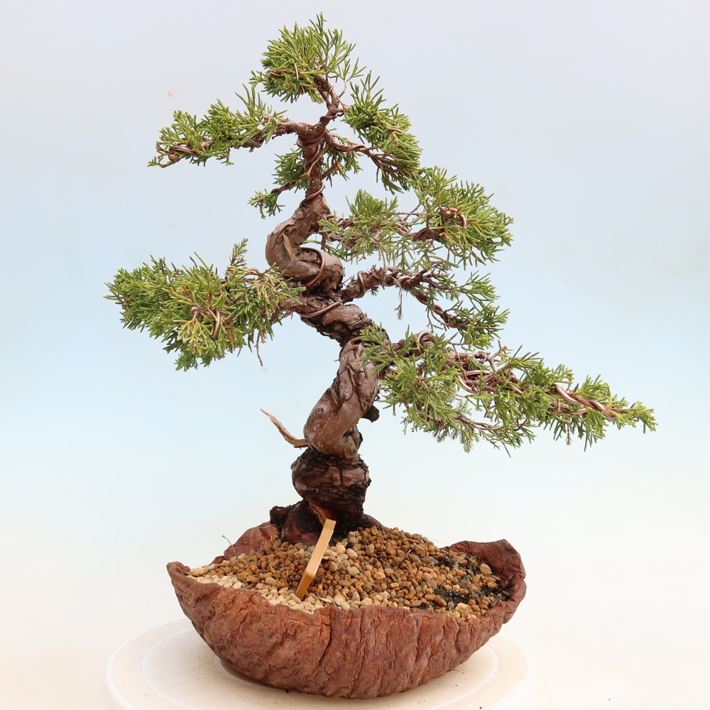 Outdoor Bonsai - Juniperus chinensis Itoigawa - Chinese Juniper