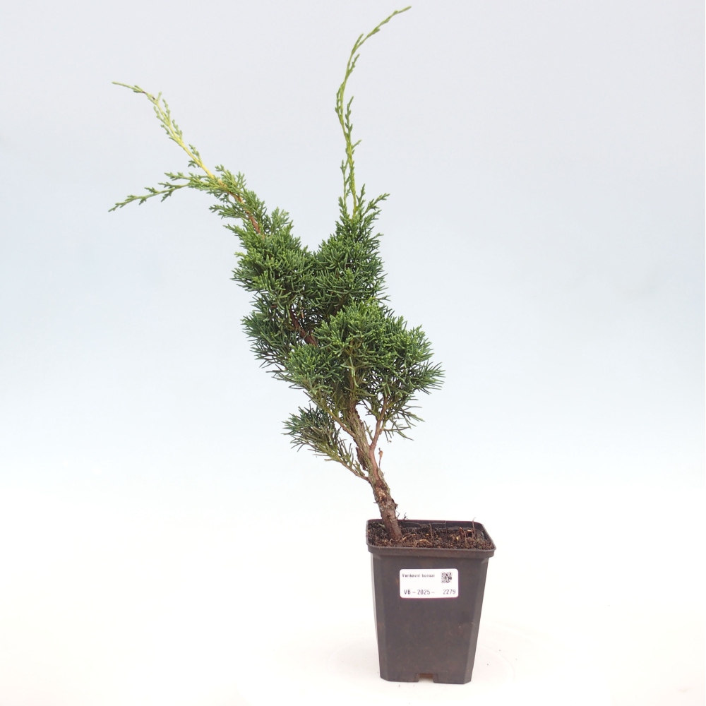 Outdoor bonsai - Juniperus chinensis Kishu - Chinese juniper
