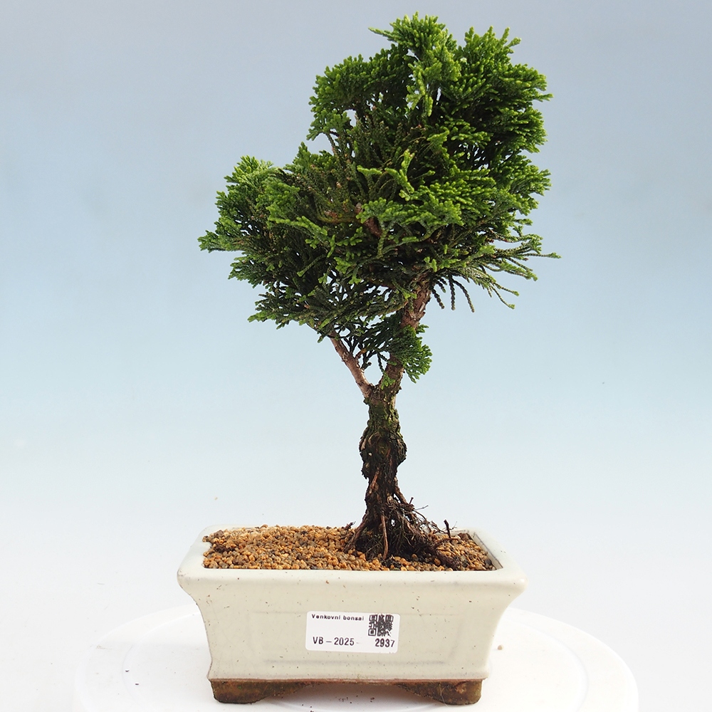 Outdoor bonsai - Cham.pis obtusa Nana Gracilis - Cypress