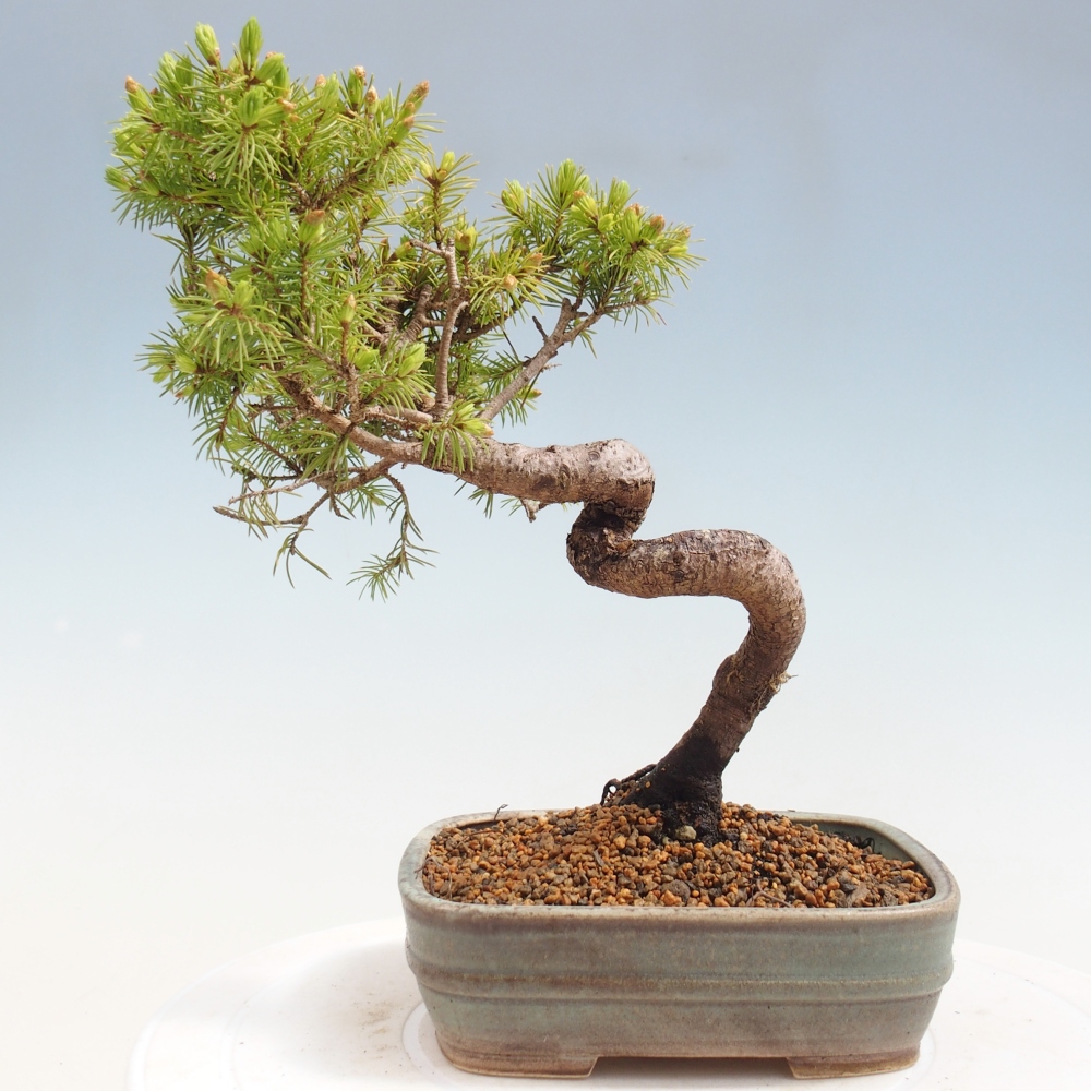 Outdoor bonsai - Spruce - Picea glauca globe