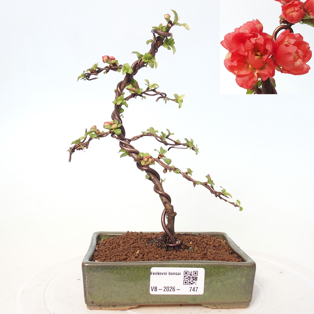 Outdoor bonsai - Chaneomeles s. Red Joy - Quince