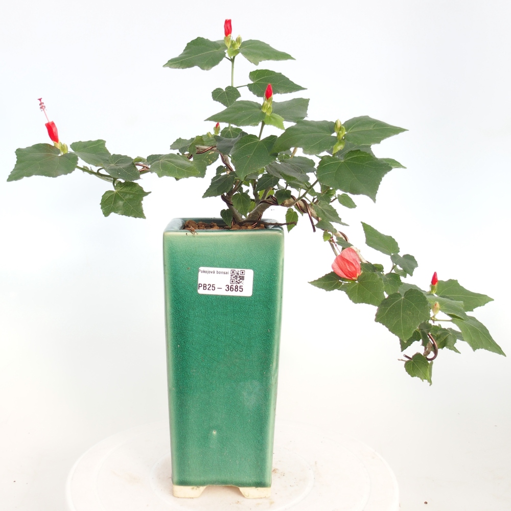 Indoor bonsai - Malvaviscus arboreus
