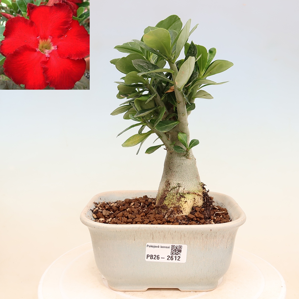 Indoor Bonsai - Adenium obesum Red Star - Desert Rose