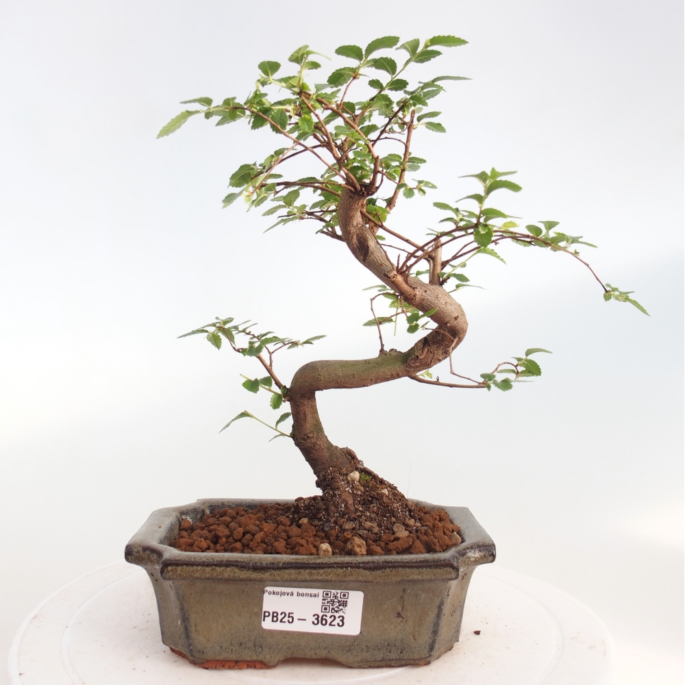 Room bonsai - Ulmus parvifolia - Small-leaved elm