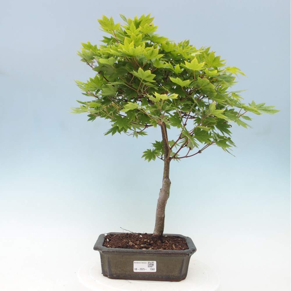Outdoor bonsai - Maple palmatum katsura GISAN - Maple palmate