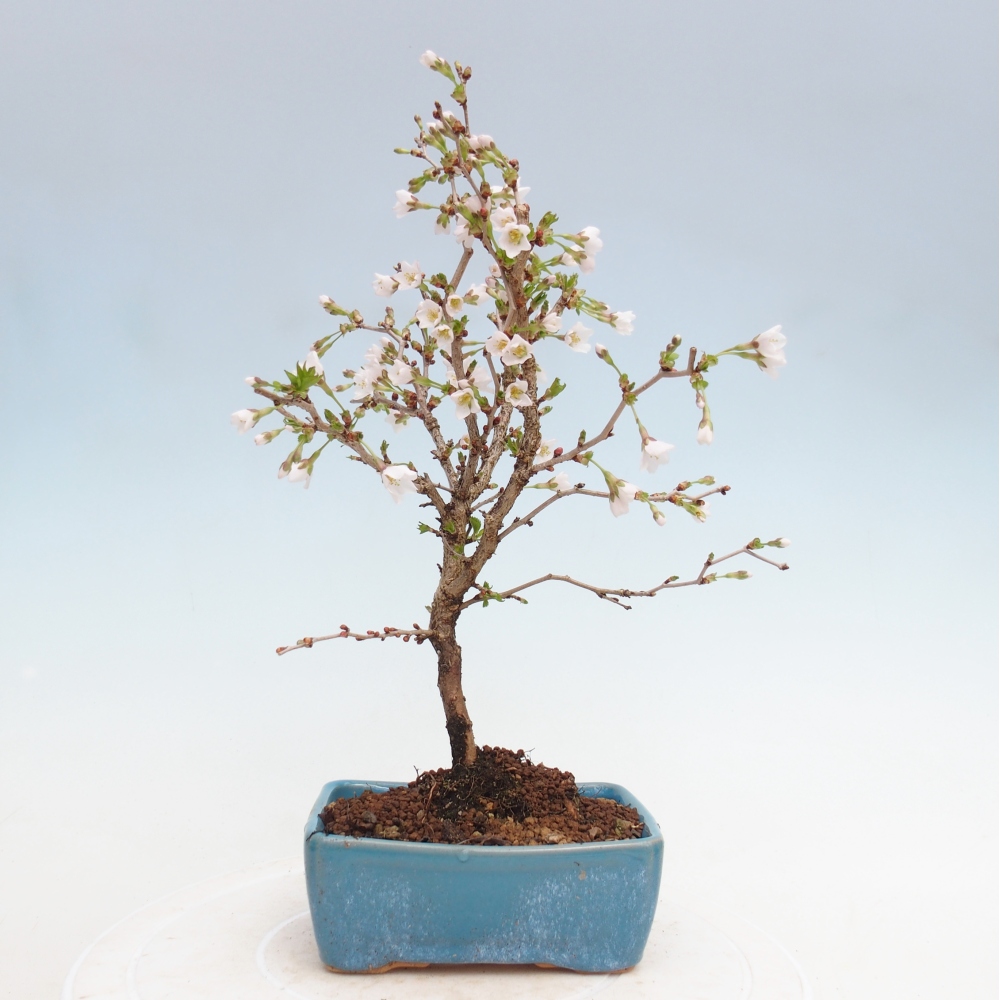Outdoor bonsai - Prunus incisa Kojou-no mai-Plivon cut out