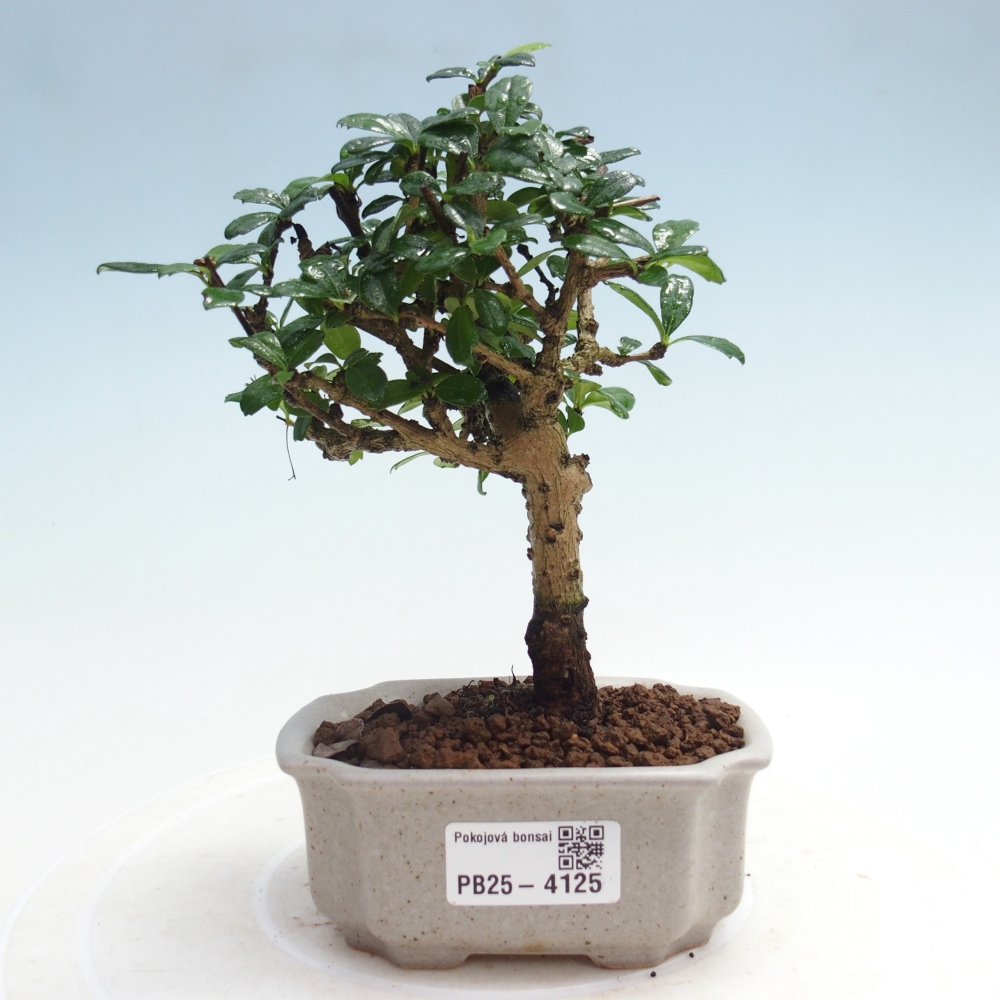 Room bonsai - Carmona macrophylla - Tea fuki