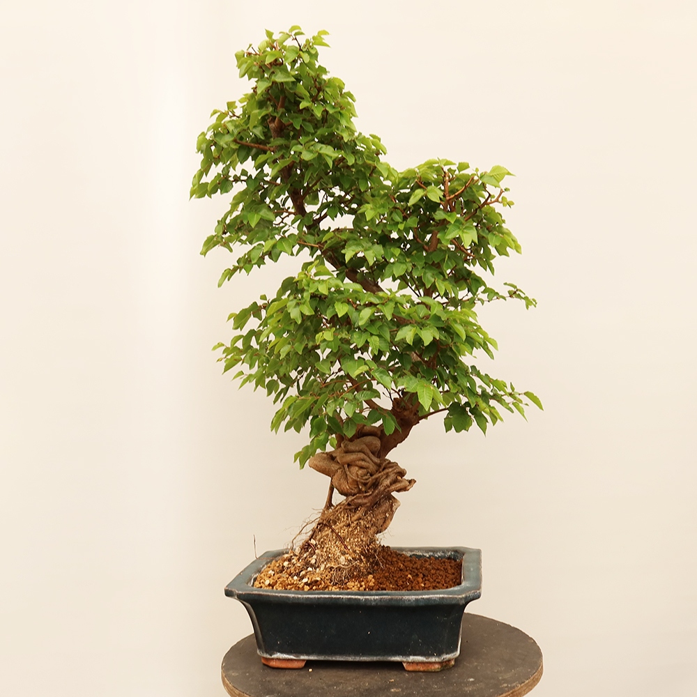 Outdoor bonsai - Carpinus Coreana - Korean hornbeam