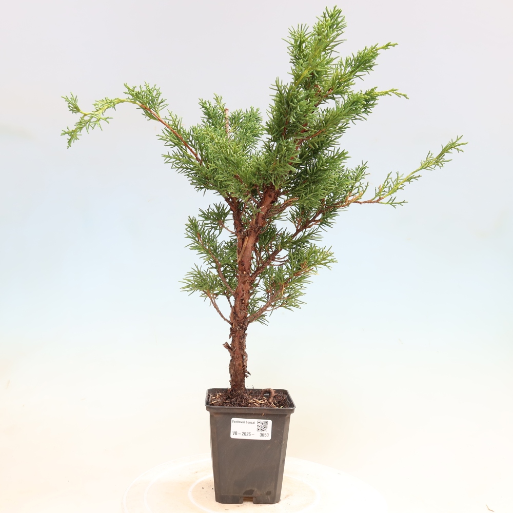 Outdoor bonsai - Juniperus chinensis Kishu