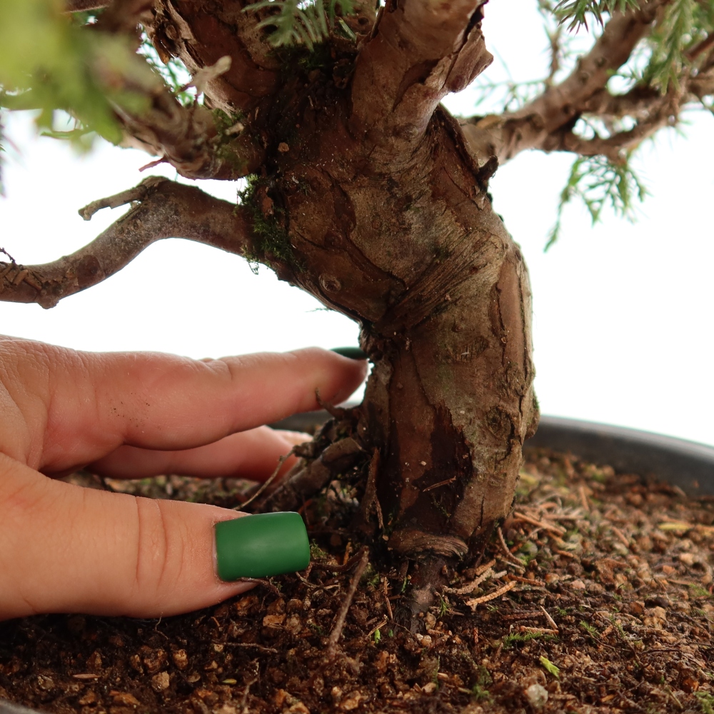 Outdoor Bonsai - Juniperus chinensis Itoigawa - Chinese Juniper