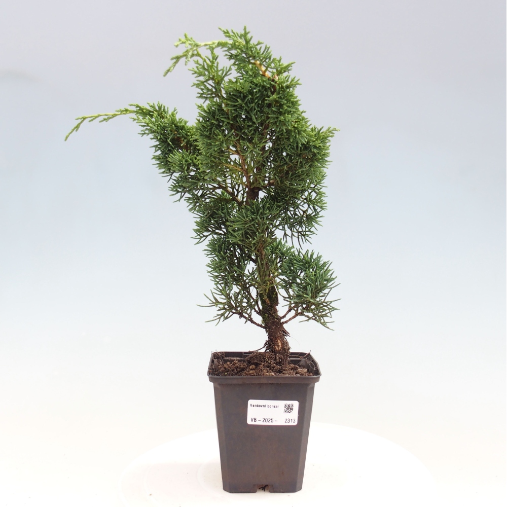 Outdoor bonsai - Juniperus chinensis Kishu - Chinese juniper