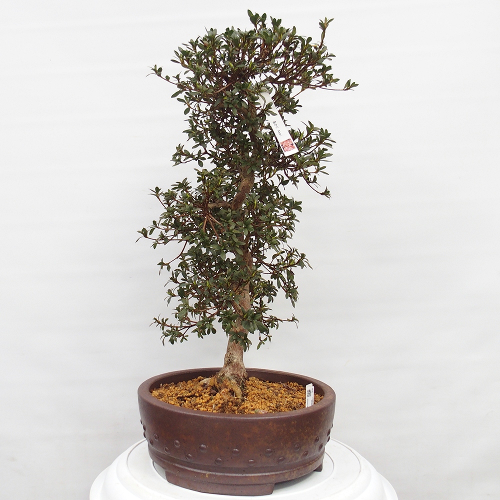 Outdoor bonsai - Japanese Azalea - Azalea Akari