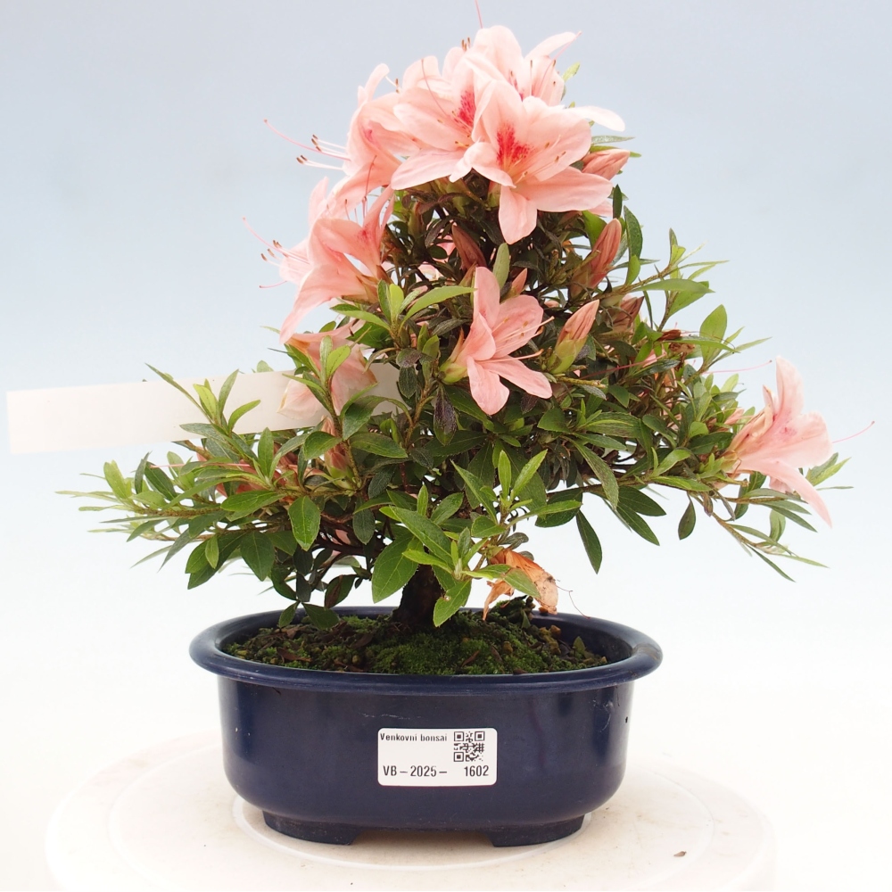 Outdoor bonsai - Japanese azalea - Azalea Nikko