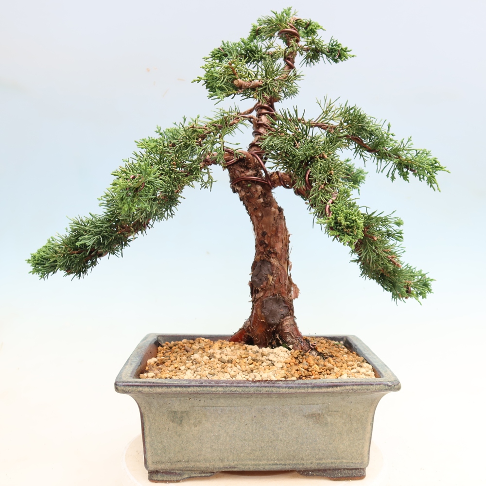 Outdoor bonsai - Juniperus chinensis Kishu