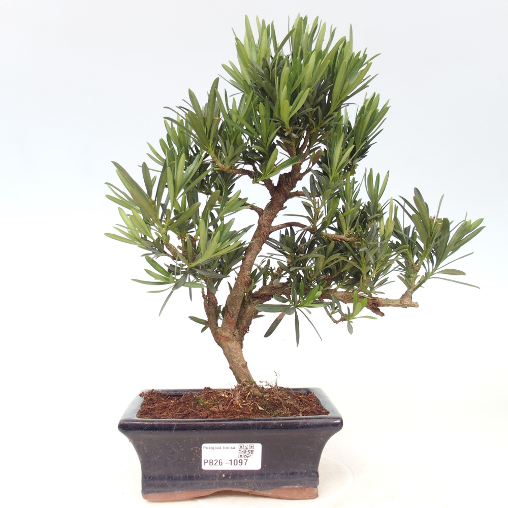 Room bonsai - Podocarpus - Stone Yew